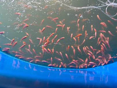 AI meets aquaculture: Smart fish feeder cuts labor and waste