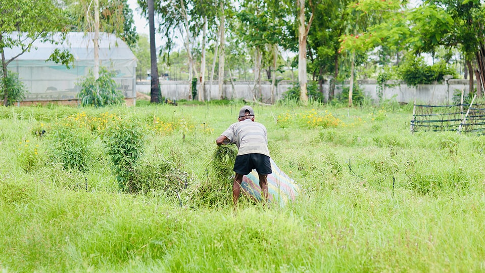 Maintenance staff tends a school garden during the monitoring and evaluation (M&E) of the school garden program at Raksmey Sophanna High School in Kampong Thom, Cambodia.