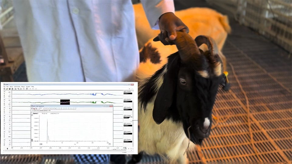Brain wave patterns reveal whether animals experience stress or remain calm during handling and offer a new tool for ensuring animal welfare in the halal meat industry.