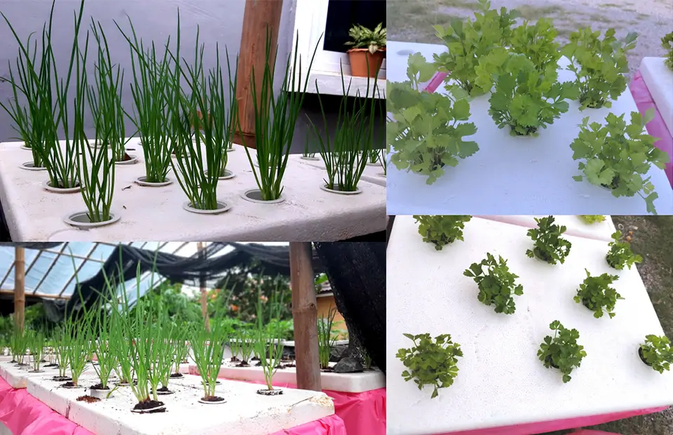 Agricultural waste fermentation can nourish spring onions and celery in hydroponic systems.