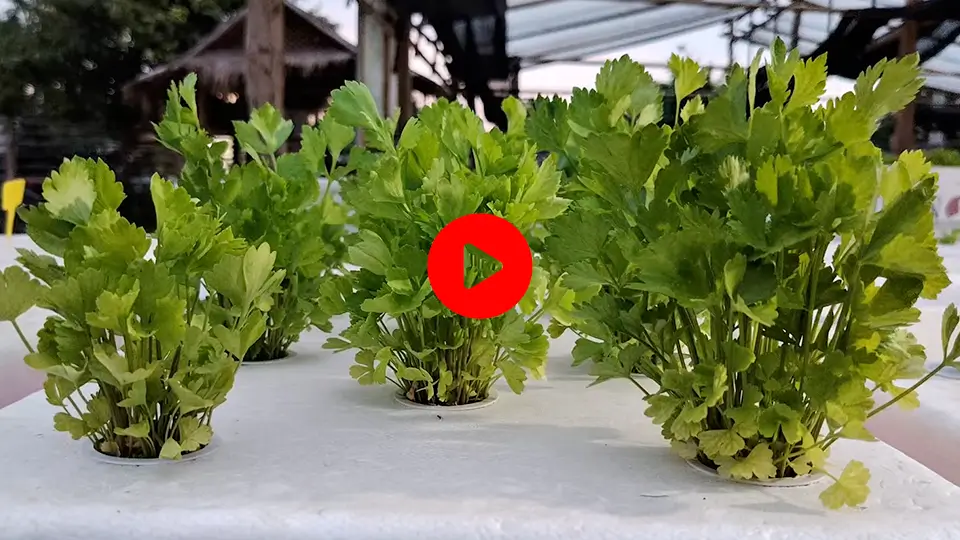 Value from waste project: Probiotic Nutrients for Agriculture (Hydroponic Farming)