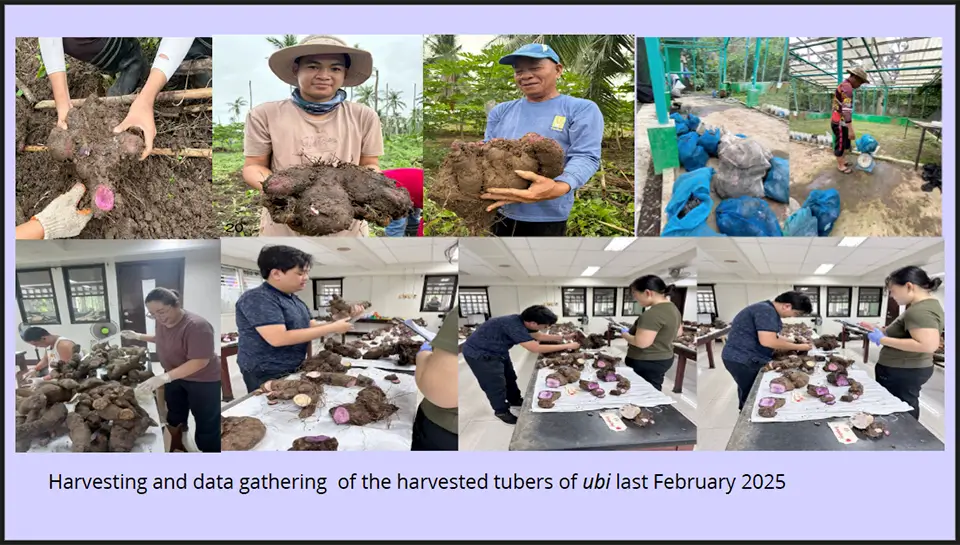SEARCA seminar highlights climate-resilient farming and promising Philippine ube varieties
