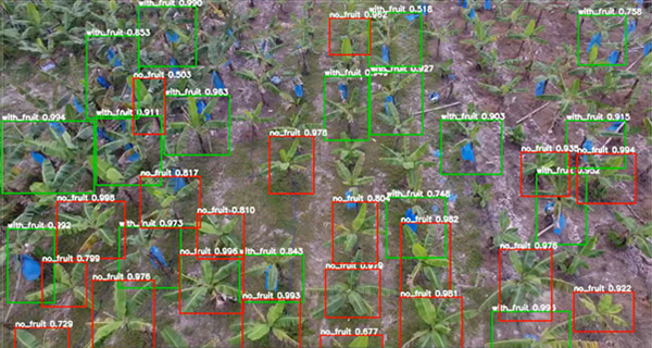 Near Real-Time Detection for Banana Growth