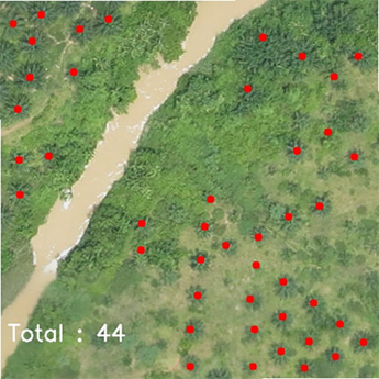 Identifying and Counting for Palm Oil Plantation