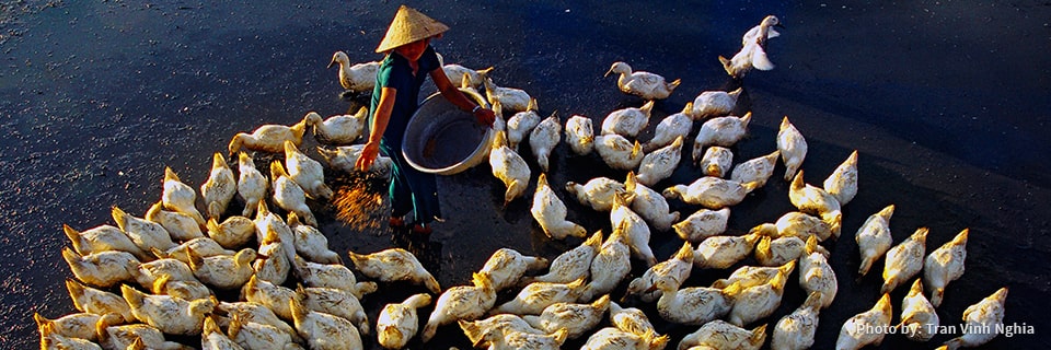 International Benchmarking Study of the Philippine Livestock, Dairy, and Poultry Industries