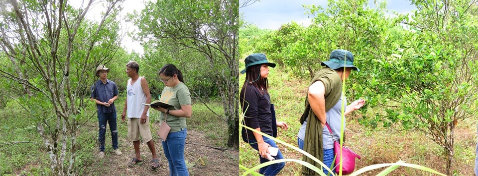 The project team from UPLB looked into selected calamansi farms in Oriental Mindoro for the establishment of demo farms.