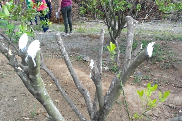 An example of pruned calamansi tree.