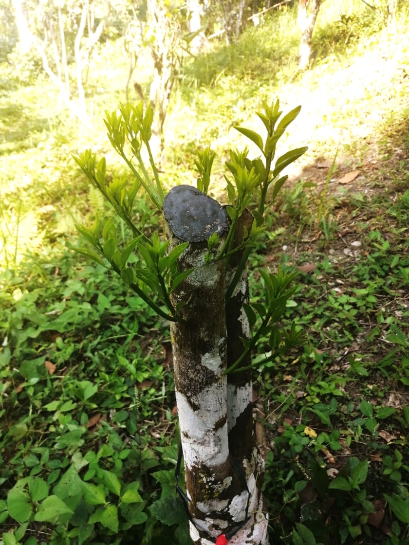 Rejuvenative pruning of calamansi trees.