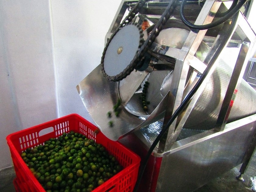 Processing of calamansi fruits into concentrate.