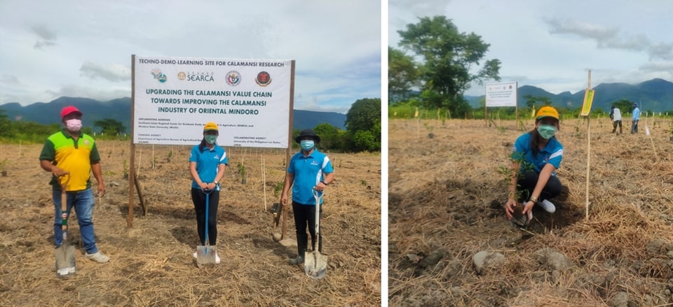 MinSU leads the planting of calamansi seedlings in the established techno-demo-learning  farm for calamansi research.