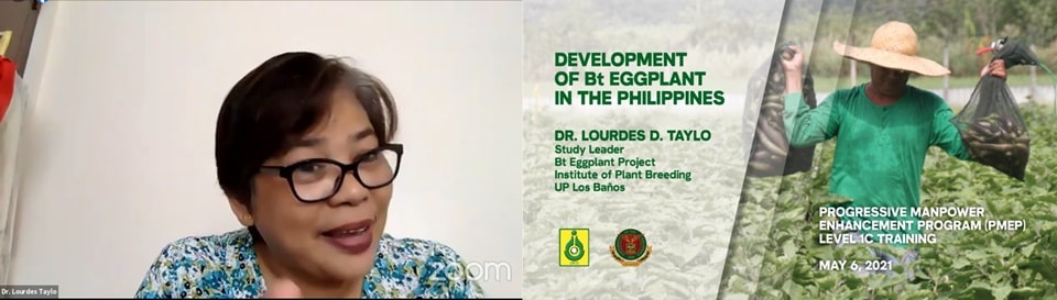 Bt Eggplant Study Leader from the UPLB-Bureau of Plant Industry, Dr. Lourdes D. Taylo discussed the science, safety, and benefits of Bt Eggplant.