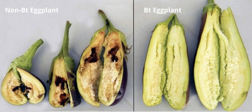 Photo courtesy of UPLB IPB Bt Eggplant Project