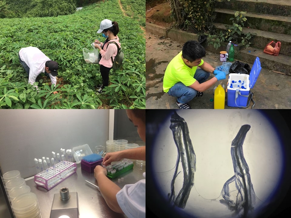 Dr. Trung’s field inoculation experiment in 2018.