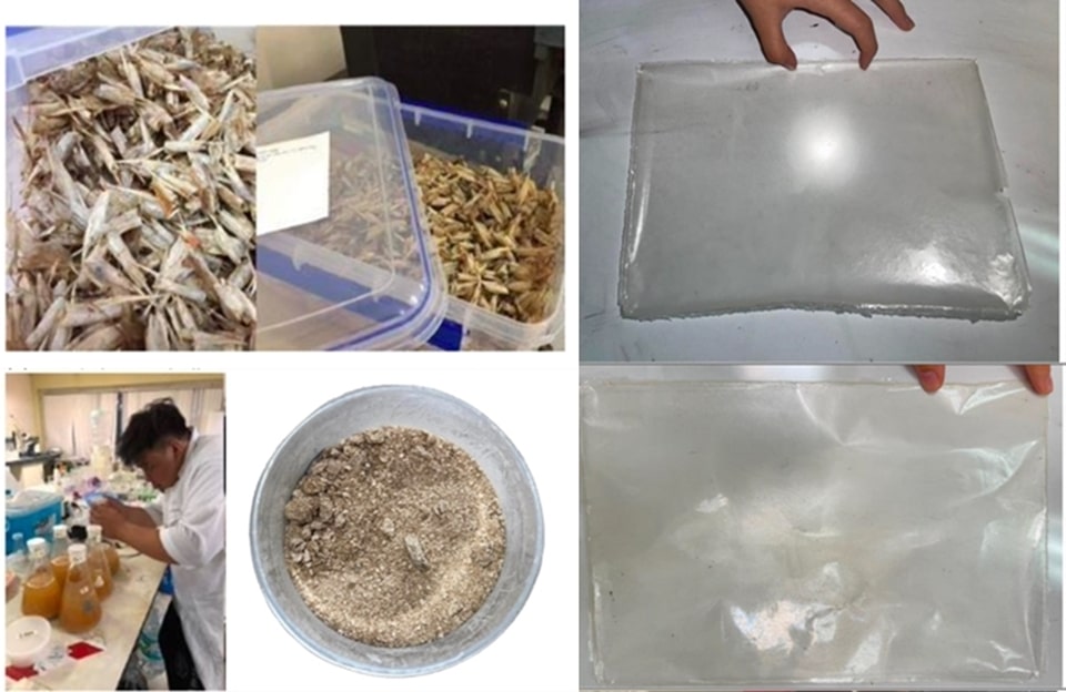 Creating chitosan-based bioplastic films from shrimp waste materials