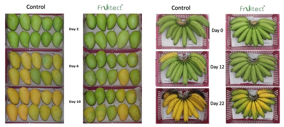 Coating mangoes and bananas with Fruitect® delays the start of ripening to 10 or more days after harvest.
