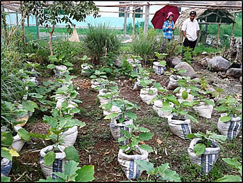 Organically-produced eggplant inside the SLSU-Infanta campus