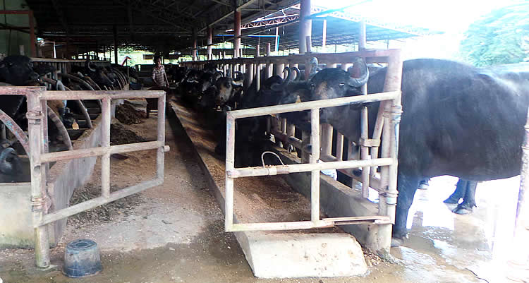 Italian Buffaloes at the milking facility of Philippine Carabao Center at Ubay Stock Farm. 