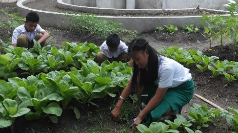 schoolgardens4