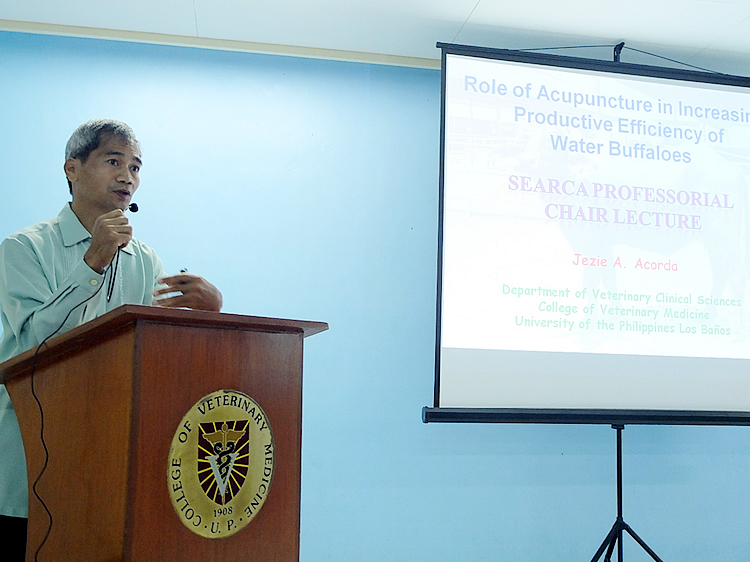 searca professorial chair grantee lectures on using acupuncture for water buffaloes