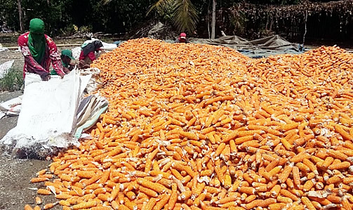 Packing yellow corn on cobs in Sumilao, Bukidnon.