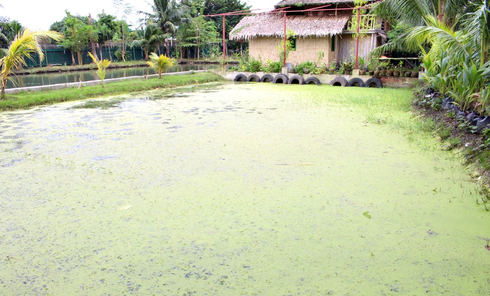 Reaño Eco Farm in Sto. Domingo, Bay, Laguna, is not a farm tourism site, but it demonstrates sustainable farming, one component of which is this azolla pond that provides feed for tilapia and Pangasius grown in the adjacent pond.