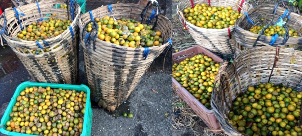 Value adding revives town's wasting calamansi industry
