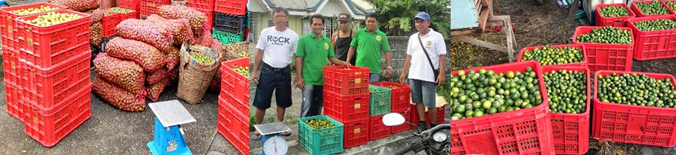 Value adding revives town's wasting calamansi industry  