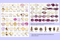 SEARCA seminar highlights climate-resilient farming and promising Philippine ube varieties
