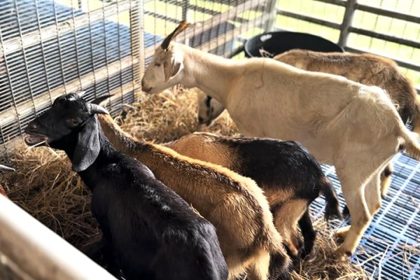 Brain science offers halal meat industry a humane edge