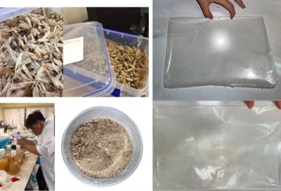 Making ecofriendly plastic packaging from shrimp waste