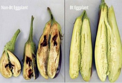 Filipinos can now reap the benefits of biotech crops