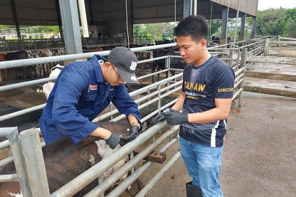 CapSU strengthens dairy research ties with UPM through SEARCA Faculty Mobility Grant