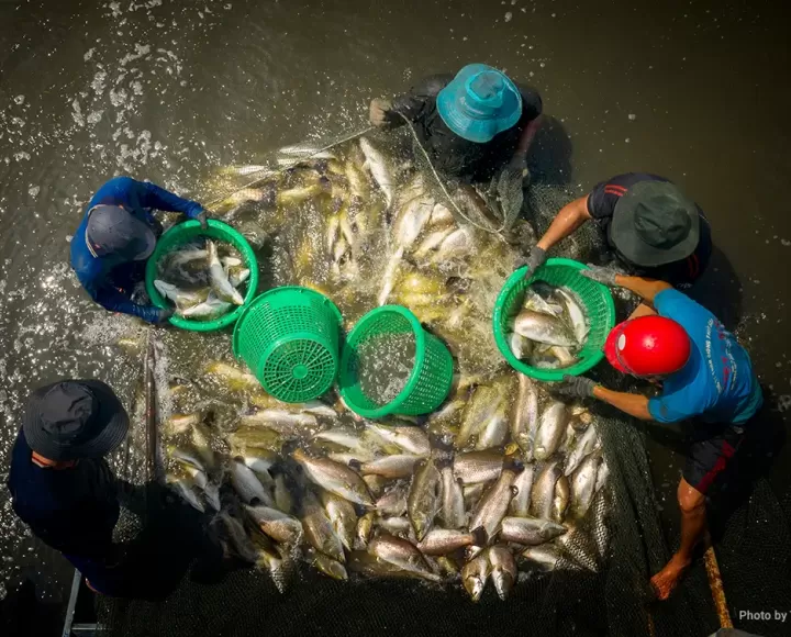 Feeding Southeast Asia through sustainable aquaculture