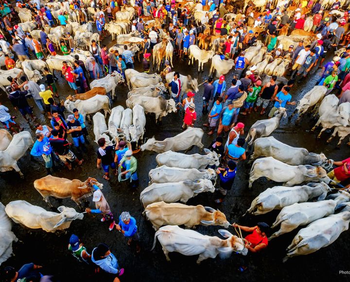 Preventing Zoonotic Risks Across Southeast Asia's Food Systems