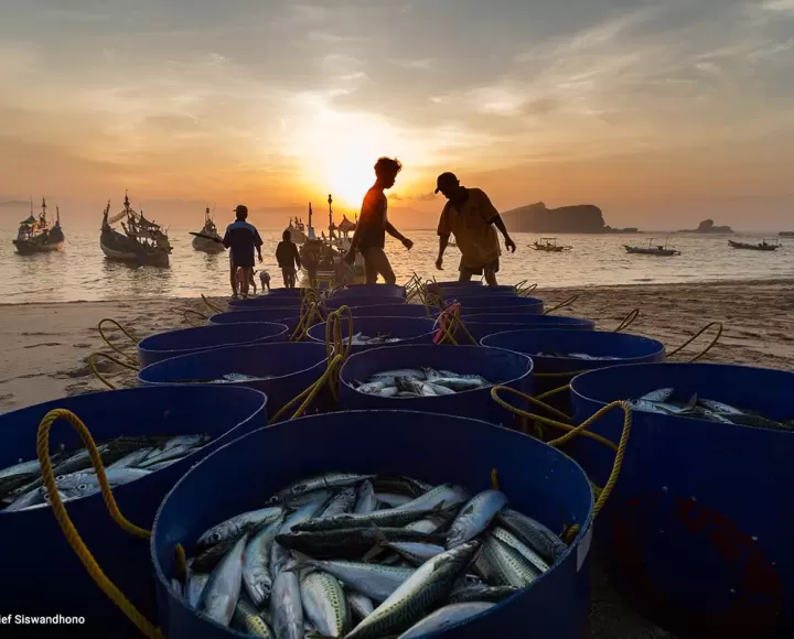 Why illegal fishing threatens food security and coastal livelihoods in Southeast Asia