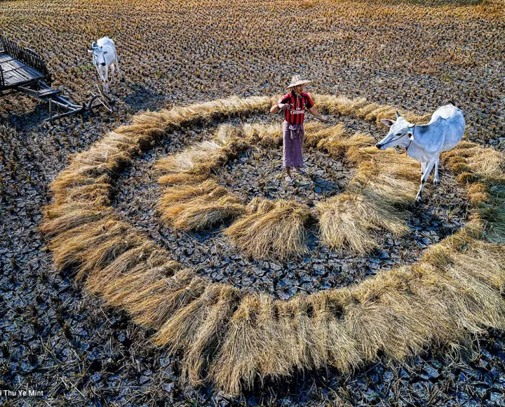 From climate risk to climate solution in Southeast Asian agriculture